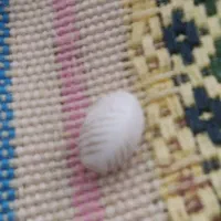 سنگ اصل عت.یقه