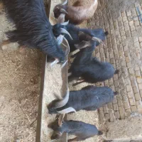 چپش فروش و گوسفند|حیوانات مزرعه|اندیمشک, |دیوار