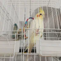 پرنده عروس هلندی