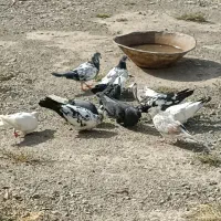 ۱۶ عدد کفتر پریشی