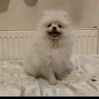 سگ پا کوتاه