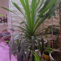 گل آپارتمانی پاندانوس