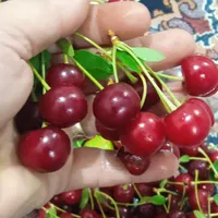 البالو فقط75|حراج|گلبهار, |دیوار