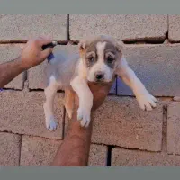 توله های خرسانی