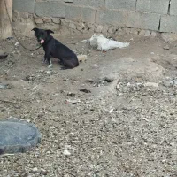 واگذاری سگ نگهبان