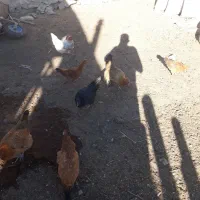 مرغ وخروس سگ سرابی