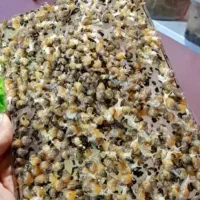 حلزون البینو و اچاتینا|خزنده|شیراز, بریجستون|دیوار