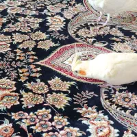 عروس هلندی