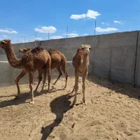 شتر بلوون نر نژاد دار آماده پروار