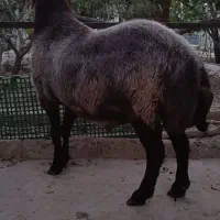 بره قوچ همو و هترو ،قوچ همو|حیوانات مزرعه|شهریار, کردزار|دیوار