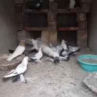 کبوتر|پرنده|آذرشهر, |دیوار