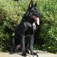 ژرمن بلک جهت کشش