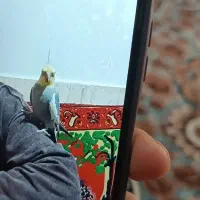 یک عدد عروس هلندی گم شده