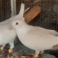 کبوتر دم زرد ، کبوتر دم سرخ ، کبوتر دم کِرِم|پرنده|مشهد, شهرک ابوذر|دیوار