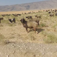 قوچ|حیوانات مزرعه|شیراز, حومه شیراز|دیوار