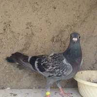 جوجه المانی