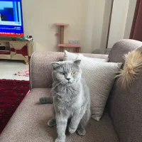 گربه اسکاتیش بلو