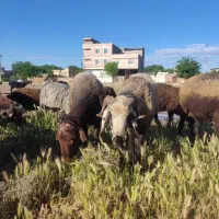 بره نر|حیوانات مزرعه|کوهین, |دیوار