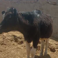 گوساله ماده