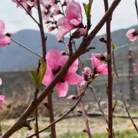 فروش باغ|فروش زمین و ملک کلنگی|مرودشت, پشت سایپا‎|دیوار