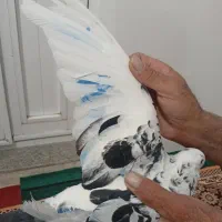 کبوتر