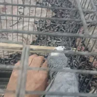 کاسکو سخن گو|پرنده|تهران, دریاچه شهدای خلیج فارس|دیوار