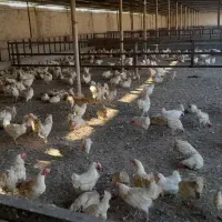 مزغ‌اراک‌|حیوانات مزرعه|اهواز, حصیرآباد|دیوار