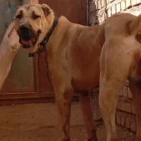 سگ سیاه پوز