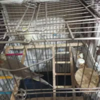 عروس هلندی|پرنده|نجف‌آباد, ولیعصر|دیوار