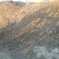 کود حیوانی (پین)فروشی|خدمات باغبانی و درختکاری|بیجار, |دیوار