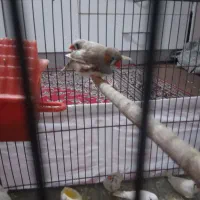 فنج خوارزمی ۸عدد|پرنده|قرچک, شهرک طلائیه|دیوار