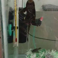 گربه ماهی یا لجن خوار|ماهی|مشهد, تلگرد|دیوار