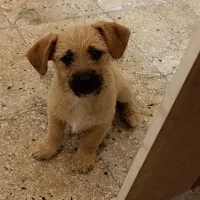 توله سگ تریر