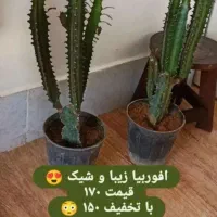 گلهای اپارتمانی|گل و گیاه طبیعی|خواف, |دیوار