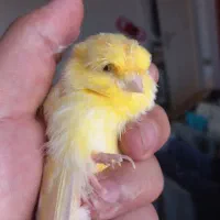 قناری نژاد کرست نر مست طلای