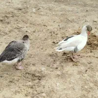 غاز نر و ماده|حیوانات مزرعه|چگنی, |دیوار