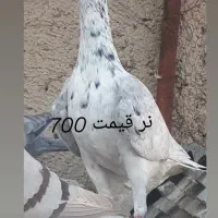 زیل دم سفید|پرنده|الوند, |دیوار