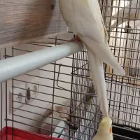 عروس هلندی مولد لوتینیو