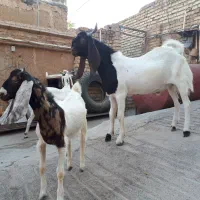 بز پاکستانی