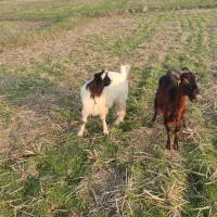 دو عدد بز ماده|حیوانات مزرعه|تولم شهر, |دیوار