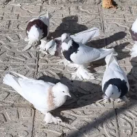 طوقی پاپر|پرنده|مبارکه, |دیوار