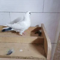کفتر دم سبز|پرنده|مشهد, بلال|دیوار