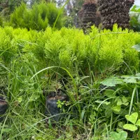 فروش نشا کامیس طلایی|خدمات باغبانی و درختکاری|شیرود, |دیوار