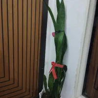 گلدان سانسوریا|گل و گیاه طبیعی|قم, عمار یاسر|دیوار