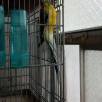 طوطی آوازه خوان|پرنده|قم, انصار‌الحسین|دیوار