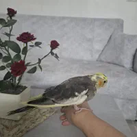 عروس هلندی نر