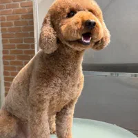 خدمات حرفه‌ای گرومینگ پت