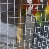 طوطی برزیلی|پرنده|سمنان, |دیوار