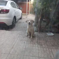 واگذاری توله گلدن ماده۷ماهه