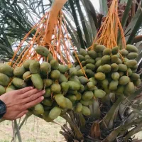 نخل مجول سه متری مراکشی اصل